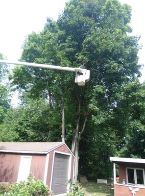 Brandon Moloney in bucket truck, 3rd generation treeman.