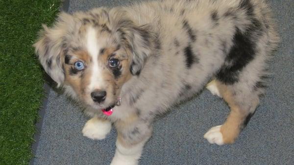 The Tool Shed shop dog "Joy". She is a mini aussie and loves people and kids.