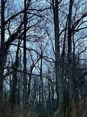 Trees at dusk