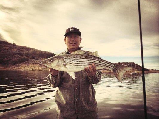 Striper at Castaic