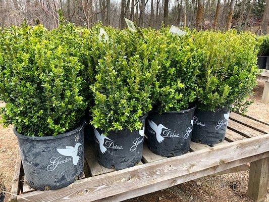 Baby Gem Boxwood