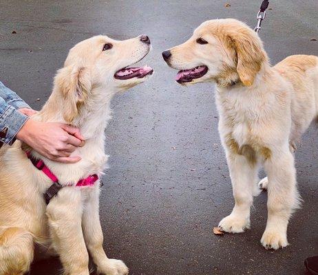 Bailey making new friends in class