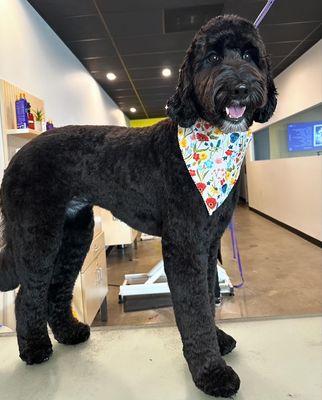 Reina the Goldendoodle enjoying dog grooming services.