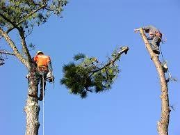 Tree services & Junk Removal 
 Tree trimming
 Tree removal
 Stump grinding
 Palm trees,removal,skinning 
 Hedge trimming
 All yard works
 Ha