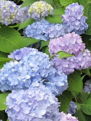 colorful hydrangea