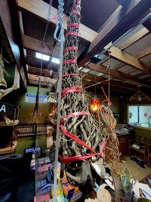 Large kava root display