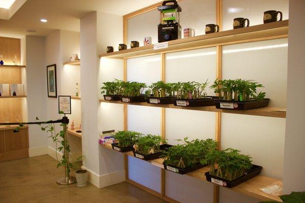 Grow at home!