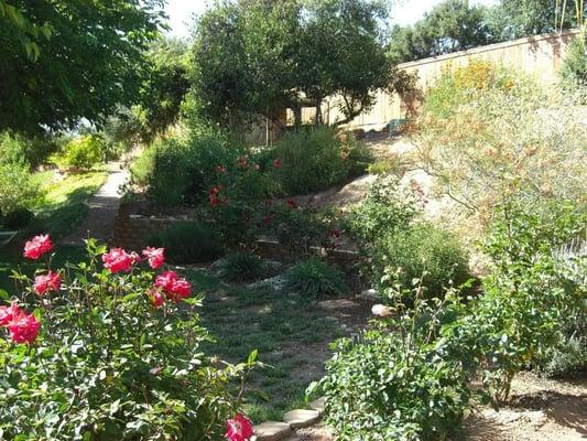 All Landscaping using shrubs and cactus purchased at Wally's World, El cajon, CA. Designed by Kathleen Lange