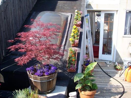 A New York City Rooftop Garden. Note the Red Maple and the Blue lobelia beneath it, used as a bright frame for the red foliage.