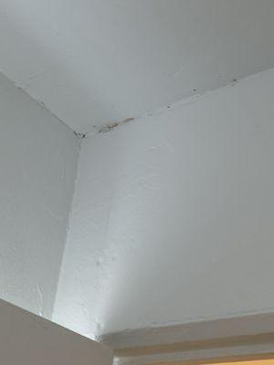 Mold in corner of ceiling in main room