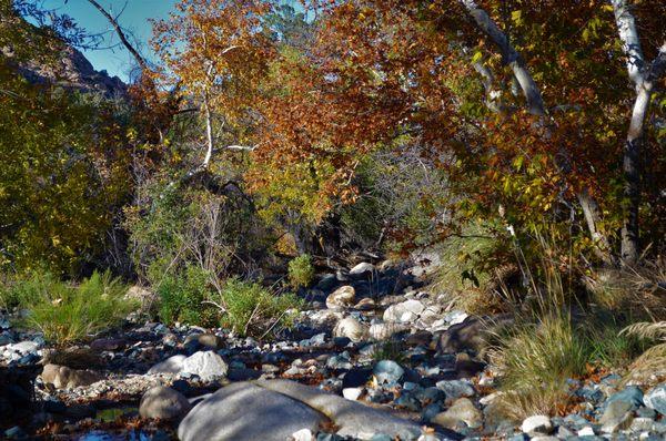 creek with running water and autumn trees