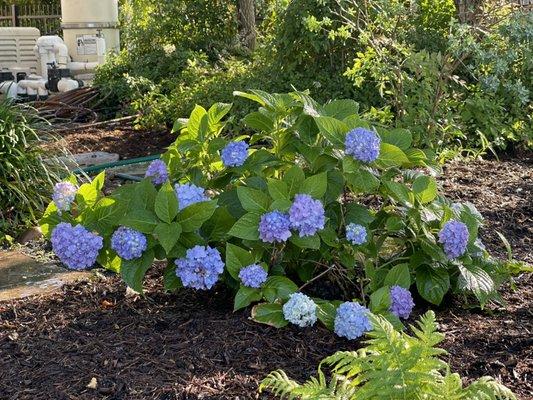 Hydrangeas in Houston Texas