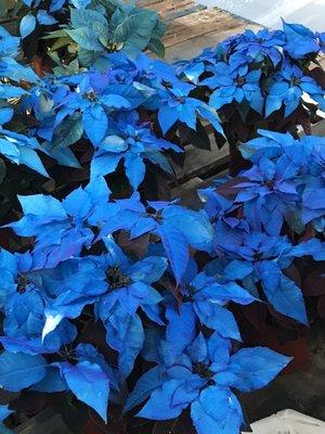 Stunning poinsettias of many colors. These were gorgeous!