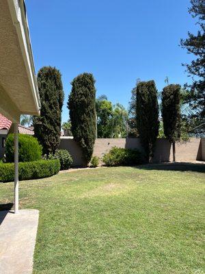 Cypress trees cut and trimmed