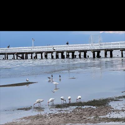 Lots of pelicans, ibis and sea birds!