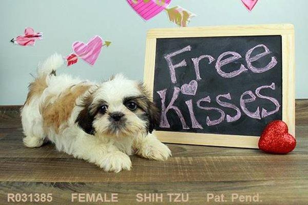 Female Shih Tzu.  Freaking adorable!