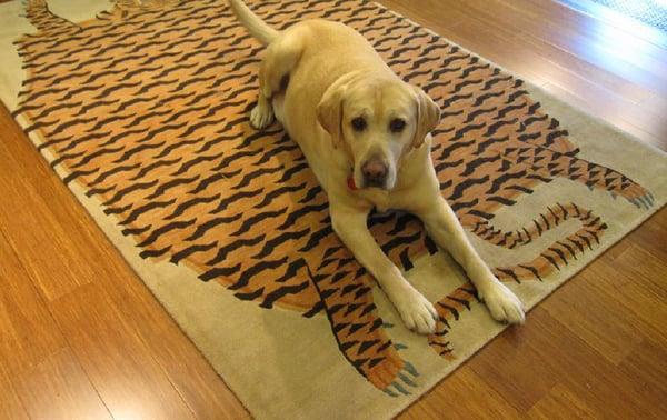 We are dog friendly, so bring along your pooch to help you pick the perfect rug!