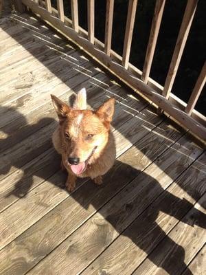 Friendly pooch "Red"!!!