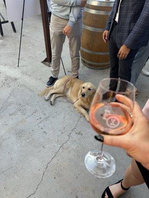 Rosé on the patio (dogs are included!)