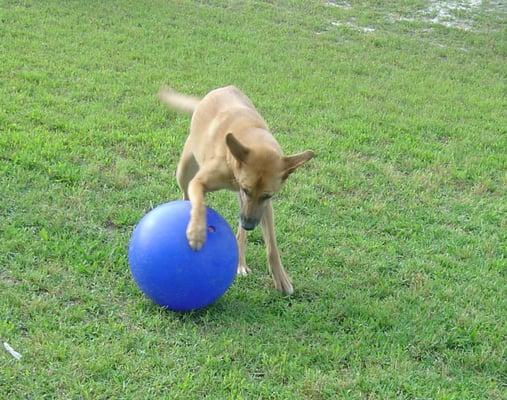 Active sport and play keeps pets happy