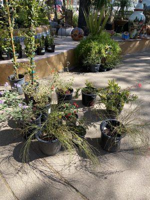 Honeysuckle vines, firecracker plants and some lantana varieties.