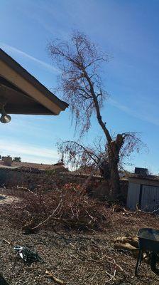 Tree removal 45' tall