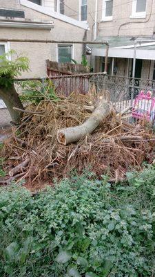 Tree and Debris removal!