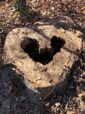 Trees that looked healthy from the outside but were hollow and rotting away!