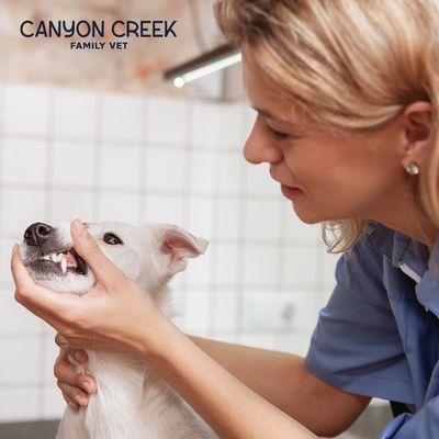 Canyon Creek Family Vet