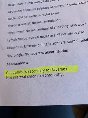 She's trying to claim the clavamox didn't make him sick despite the er she recommended diagnosing this.