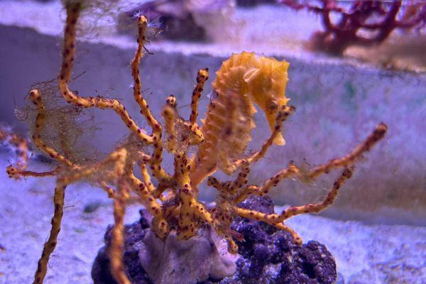 Sea Horses are a Cornerstone Species