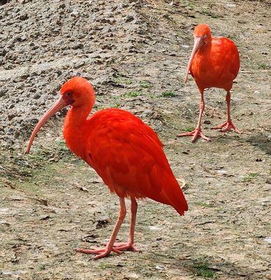 Scarlet ibises