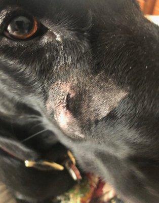 Dog bite injury sustained at the WH Wagging Tails Location