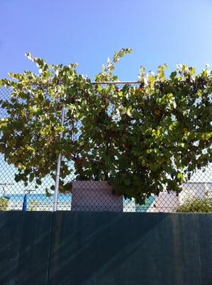 Grape vines on the northwest fence