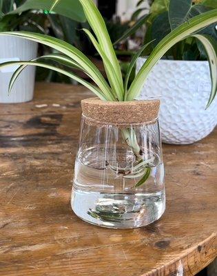 Propagation vases & vessels