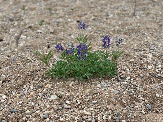 Bluebonnets