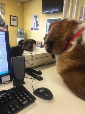 Kyla checks in at the desk before going back to have her temperature taken. Great receptionist