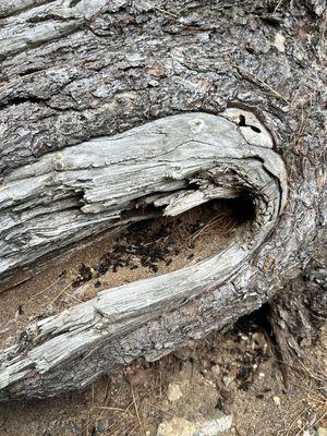 Carpenter ants trying to take over a tree!