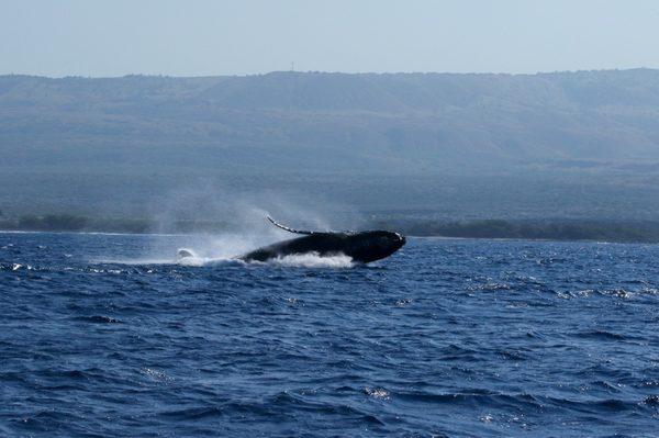 Breaching Humpback whales during our whale watch tour