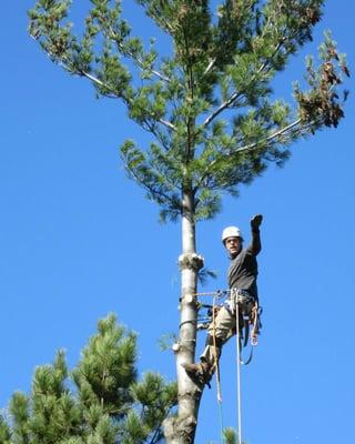 No tree is too tall or difficult for our certified arborists.