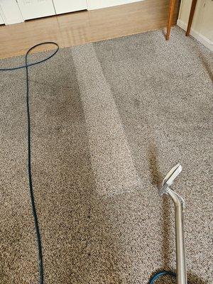 Forney's Carpet Cleaning