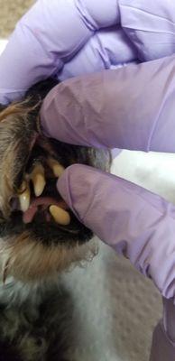 Loose teeth removed gently while she was safely under anesthesia in our own home.