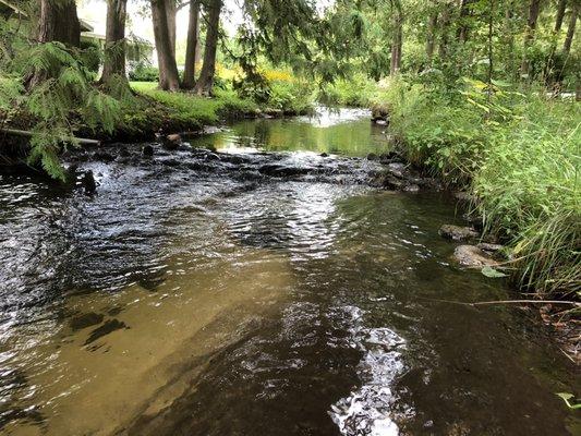 View upstream from our site