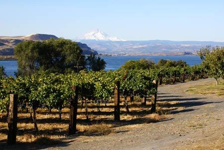 Amazing views of Mt Hood and the Columbia River