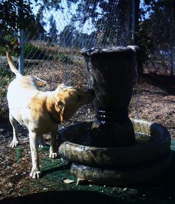 Goldie sips from Fountain