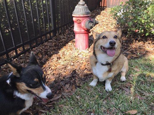 Outside in the fenced in yard.