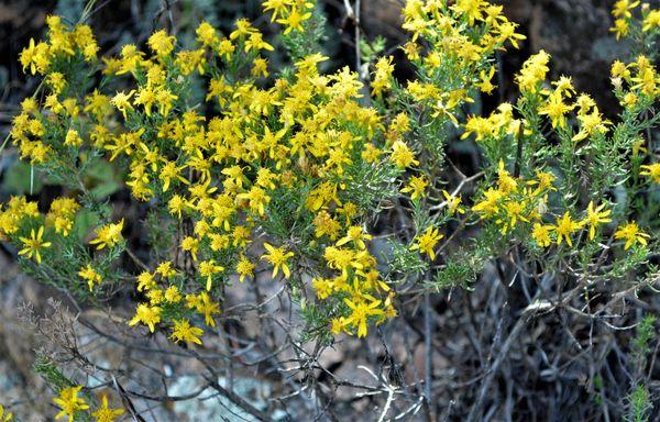 Turpentine Bush. In flower everywhere in early November.