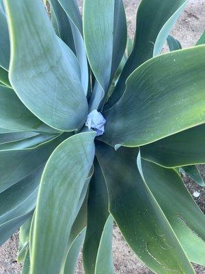 Garbage in the one plant outside