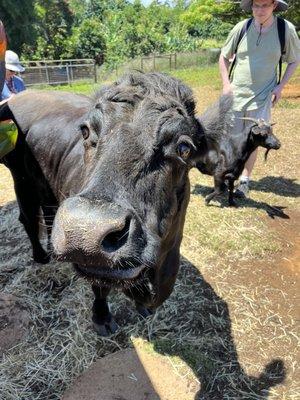 Cow named Dorothy who was recused from a beef factory.