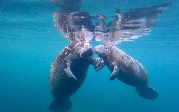 Swim with Manatees